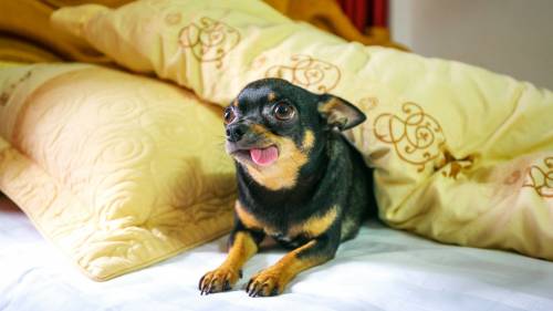 razas de perros Chihuahua para criar, comprar o adoptar.